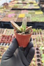 Adromischus marianiae Ssp. - Görsel 2