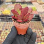 Crassula platyphylla
