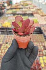 Crassula platyphylla