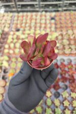 Crassula platyphylla - Görsel 2