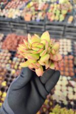 Crassula nudicaulis - Görsel 2