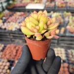 Crassula nudicaulis