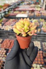 Crassula nudicaulis