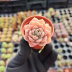 Echeveria Acaulis