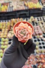 Echeveria Acaulis