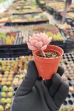 Echeveria Acaulis - Görsel 2