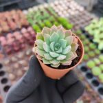 Echeveria Acaulis