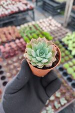 Echeveria Acaulis