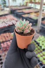 Echeveria Acaulis - Görsel 2