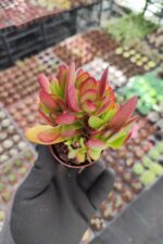 Crassula platyphylla - Görsel 2