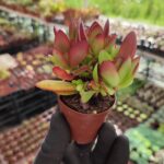 Crassula platyphylla