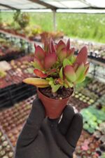 Crassula platyphylla