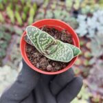 Aleo Variegata