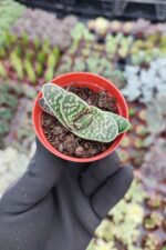 Aleo Variegata