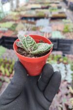 Aleo Variegata - Görsel 2