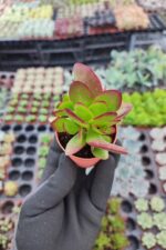 Crassula platyphylla - Görsel 2