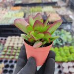 Crassula platyphylla