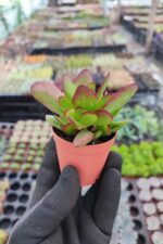 Crassula platyphylla