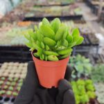 Crassula nudicaulis