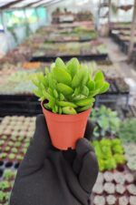 Crassula nudicaulis