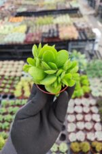 Crassula nudicaulis - Görsel 2