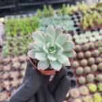 Echeveria Acaulis