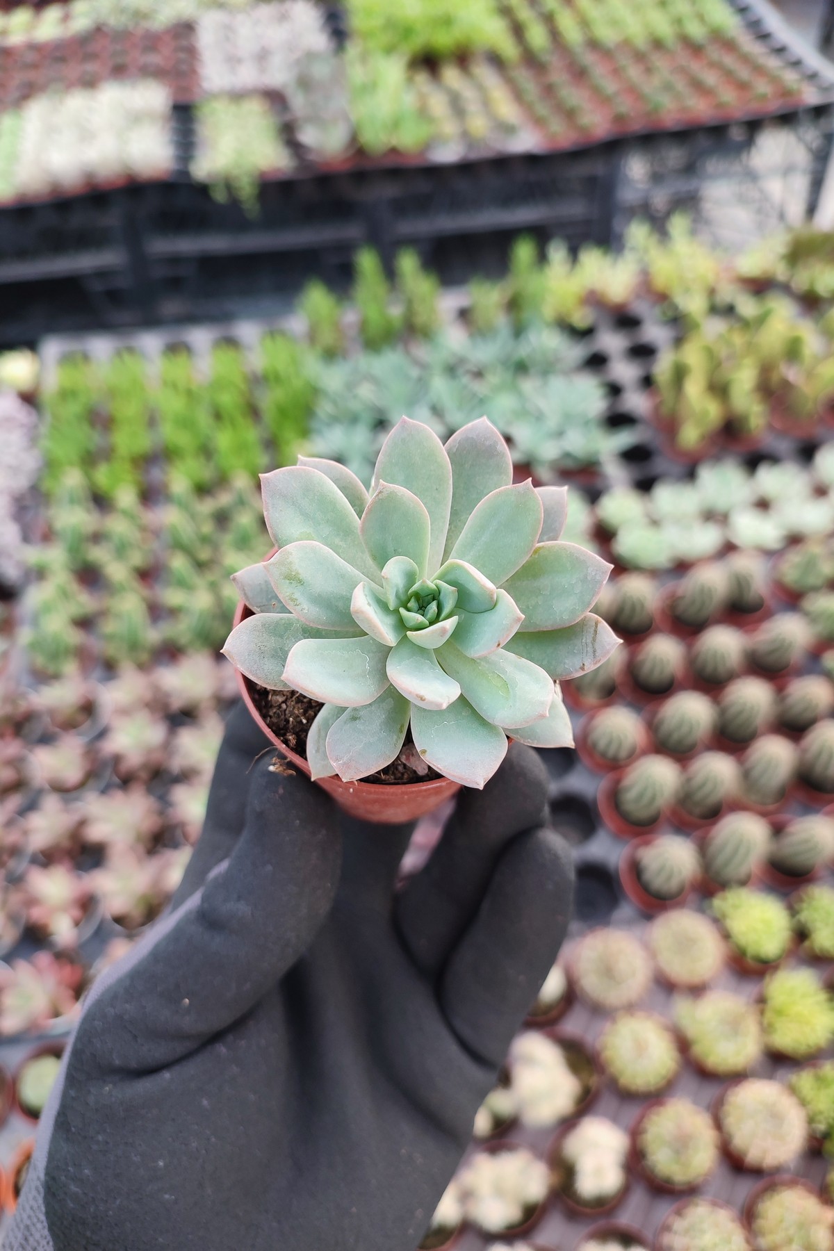 IMG_20260824_161636 Echeveria Acaulis - Görsel 1