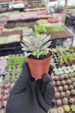 Echeveria Acaulis - Görsel 2