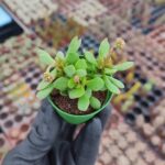 Crassula Ssp.