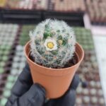 Mammillaria carmenae albiflora