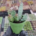 Huernia Primulina Sarı Çiçek