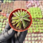 Peperomia wolfgang krahnii