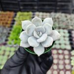 Echeveria Asenta Sana