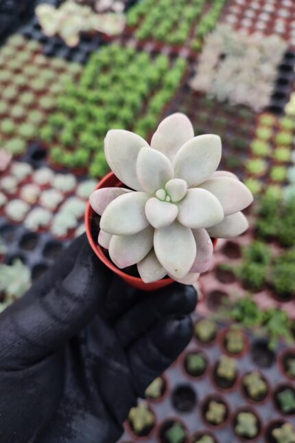 Graptopetalum Ellen