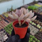 Echeveria Ssp.