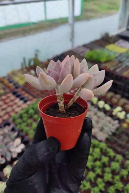 Echeveria Ssp.