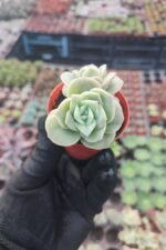 Graptoveria Lovely Rose