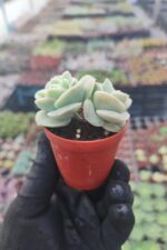 Graptoveria Lovely Rose - Görsel 2