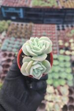 Graptoveria Lovely Rose - Görsel 3