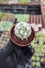 Mammillaria carmenae albiflora - Görsel 2