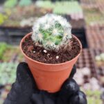 Mammillaria carmenae albiflora