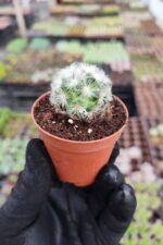 Mammillaria carmenae albiflora