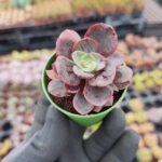 Echeveria Julia