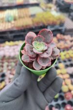 Echeveria Julia
