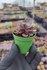 Echeveria Julia - Görsel 2