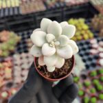 Graptopetalum Ellen