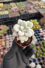 Graptopetalum Ellen