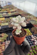 Graptopetalum Ellen - Görsel 2