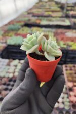 Graptoveria Lovely Rose - Görsel 2