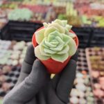 Graptoveria Lovely Rose